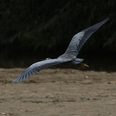 Egretta novaehollandiae at Tharwa, ACT - 7 Mar 2025 12:00 PM
