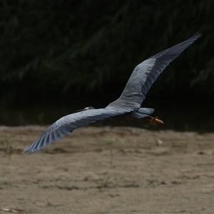 Egretta novaehollandiae at Tharwa, ACT - 7 Mar 2025 12:00 PM