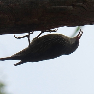 Cormobates leucophaea at Tharwa, ACT - 7 Mar 2025 by RodDeb