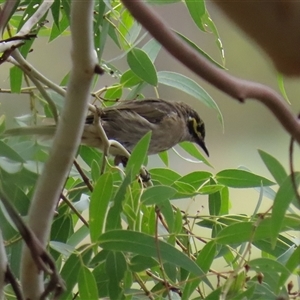 Caligavis chrysops at Tharwa, ACT - 7 Mar 2025 12:28 PM
