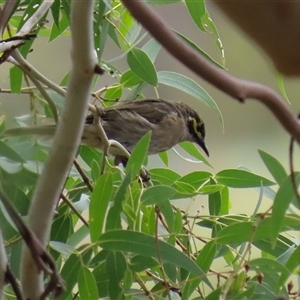 Caligavis chrysops (Yellow-faced Honeyeater) at Tharwa, ACT - 7 Mar 2025 by RodDeb