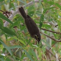 Caligavis chrysops at Tharwa, ACT - 7 Mar 2025 12:28 PM