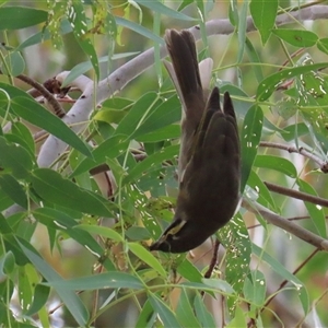 Caligavis chrysops at Tharwa, ACT - 7 Mar 2025 12:28 PM