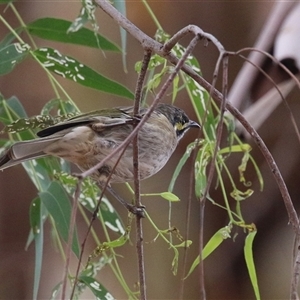 Caligavis chrysops at Tharwa, ACT - 7 Mar 2025 12:28 PM