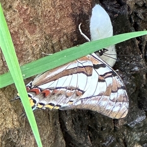 Charaxes sempronius (Tailed Emperor) at Kangaroo Valley, NSW - 8 Mar 2025 by lbradley