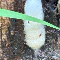 Charaxes sempronius at Kangaroo Valley, NSW - suppressed