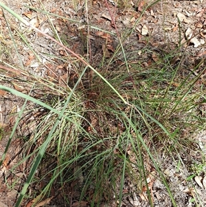 Cymbopogon refractus (Barbed-wire Grass) at Copmanhurst, NSW - 27 Feb 2025 by MazzV