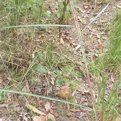 Cymbopogon refractus at Copmanhurst, NSW - suppressed