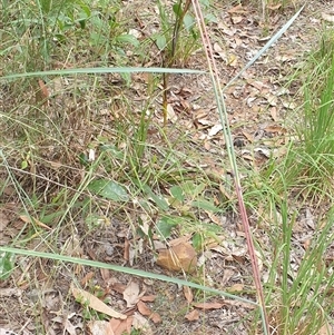 Cymbopogon refractus at suppressed - suppressed