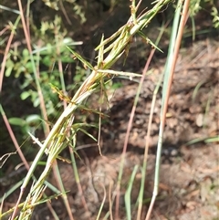 Cymbopogon refractus at Copmanhurst, NSW - suppressed