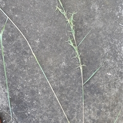 Cymbopogon refractus at Copmanhurst, NSW - suppressed