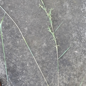 Cymbopogon refractus at Copmanhurst, NSW - suppressed