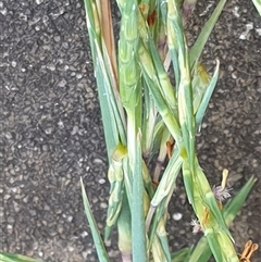 Cymbopogon refractus at Copmanhurst, NSW - suppressed