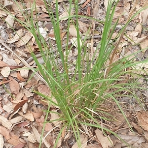 Andropogon virginicus (Whiskey Grass) by MazzV