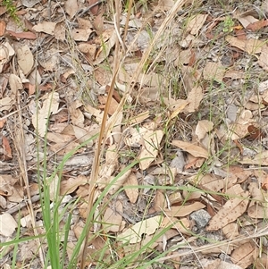 Andropogon virginicus at Copmanhurst, NSW - suppressed