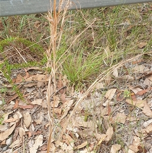 Andropogon virginicus at Copmanhurst, NSW - suppressed