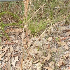 Andropogon virginicus at Copmanhurst, NSW - suppressed