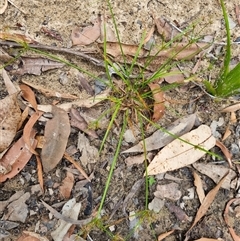 Cyperus sp. (A Sedge) at Copmanhurst, NSW - 26 Oct 2024 by MazzV