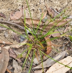 Cyperus at suppressed - suppressed
