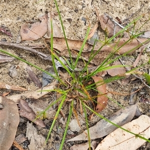 Cyperus at suppressed - suppressed