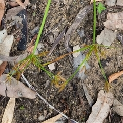 Cyperus at suppressed - suppressed