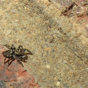 Maratus griseus (Jumping spider) at Flynn, ACT - 2 Mar 2025 by Christine