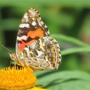 Vanessa kershawi (Australian Painted Lady) at Acton, ACT - 1 Mar 2025 by Christine