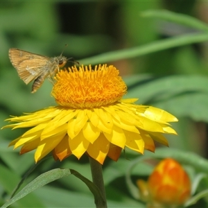 Dispar compacta (Barred Skipper) at Acton, ACT - 1 Mar 2025 by Christine