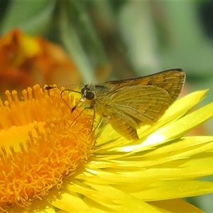 Ocybadistes walkeri (Green Grass-dart) at Acton, ACT - 1 Mar 2025 by Christine