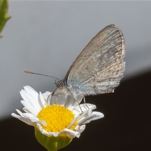 Zizina otis (Common Grass-Blue) at Symonston, ACT - 7 Mar 2025 by rawshorty