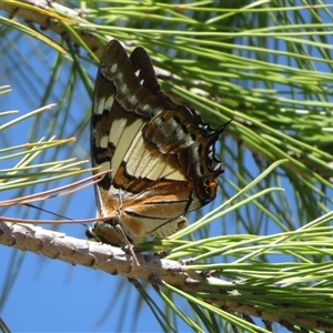 Charaxes sempronius (Tailed Emperor) at Yarralumla, ACT - 3 Mar 2025 by Christine