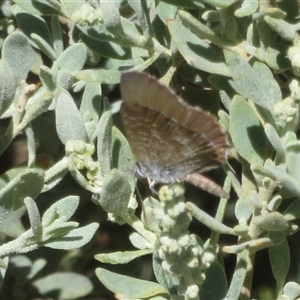 Theclinesthes serpentata at Yarralumla, ACT - 3 Mar 2025 by Christine