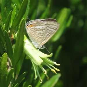 Lampides boeticus (Long-tailed Pea-blue) at Yarralumla, ACT - 3 Mar 2025 by Christine