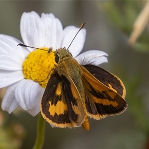 Ocybadistes walkeri (Green Grass-dart) at Symonston, ACT - 7 Mar 2025 by rawshorty