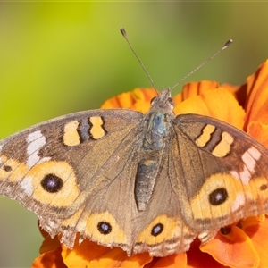 Junonia villida (Meadow Argus) at Symonston, ACT - 7 Mar 2025 by rawshorty