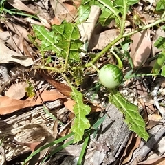 Solanum prinophyllum at Kangaroo Valley, NSW - 6 Mar 2025 11:48 AM