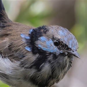 Malurus cyaneus (Superb Fairywren) at Symonston, ACT - 8 Mar 2025 by rawshorty