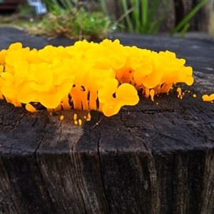 Unidentified Uncategorised Fungi at Kangaroo Valley, NSW - 6 May 2024 by Chakola