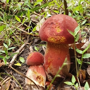 Unidentified Fungus at Kangaroo Valley, NSW - 26 Mar 2023 by Chakola