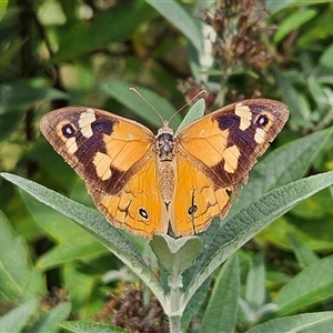 Heteronympha merope (Common Brown Butterfly) at Braidwood, NSW - 8 Mar 2025 by MatthewFrawley