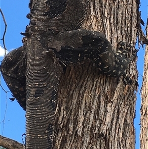 Varanus varius (Lace Monitor) at Crowther, NSW - 8 Mar 2025 by Frecko