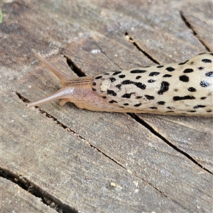 Limax maximus (Leopard Slug, Great Grey Slug) at Braidwood, NSW - 8 Mar 2025 by MatthewFrawley