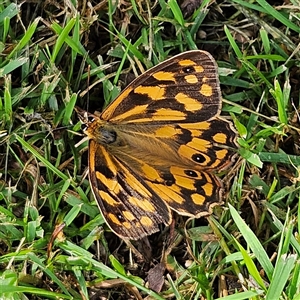 Heteronympha paradelpha (Spotted Brown) at Braidwood, NSW - 8 Mar 2025 by MatthewFrawley