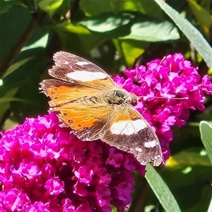 Vanessa itea (Yellow Admiral) at Braidwood, NSW - 8 Mar 2025 by MatthewFrawley