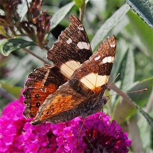 Vanessa itea (Yellow Admiral) at Braidwood, NSW - 8 Mar 2025 by MatthewFrawley