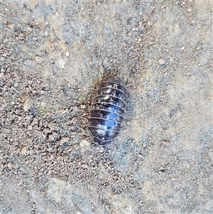 Armadillidium vulgare at Braidwood, NSW - Yesterday by MatthewFrawley