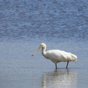 Platalea flavipes (Yellow-billed Spoonbill) at Forde, ACT - 8 Mar 2025 by LineMarie