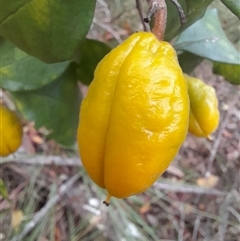 Pittosporum revolutum at Cambewarra, NSW - 8 Mar 2025 05:47 PM