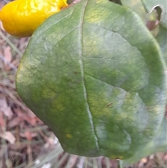 Pittosporum revolutum at Cambewarra, NSW - 8 Mar 2025 05:47 PM