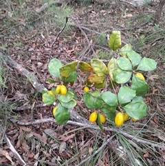 Pittosporum revolutum at Cambewarra, NSW - 8 Mar 2025 05:47 PM